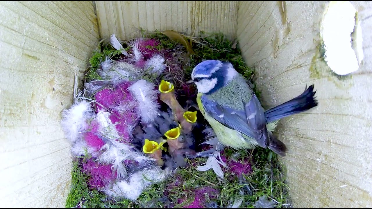 Vogelfütterung Set 10-tlg. - Mit Spritze & Schläuchen Für Jungvögel