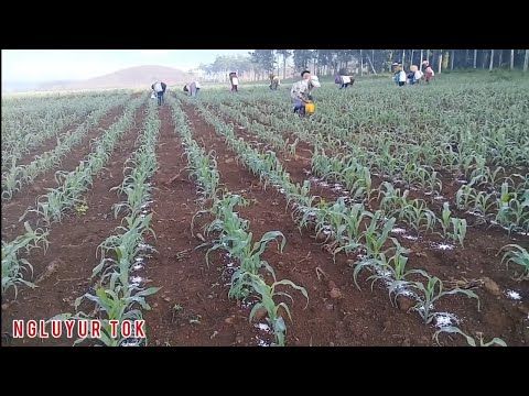 Cara  Tanam Jagung Pembibitan Dari Awal Hingga Panen