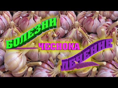 Болезни чеснока и методы лечения. Простые и эффективные способы Профилактика болезней чеснока Чеснок