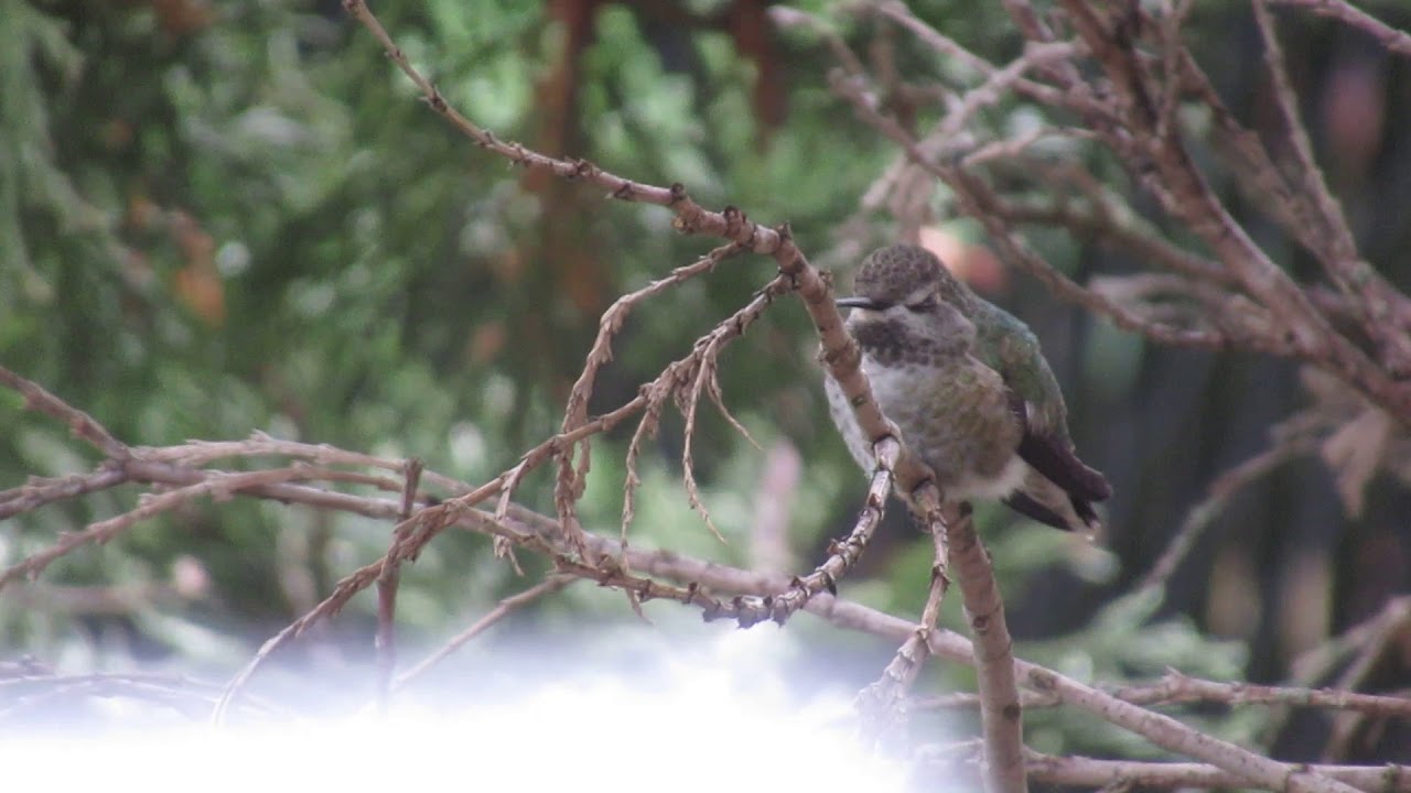 Female Hummingbird Mating Song