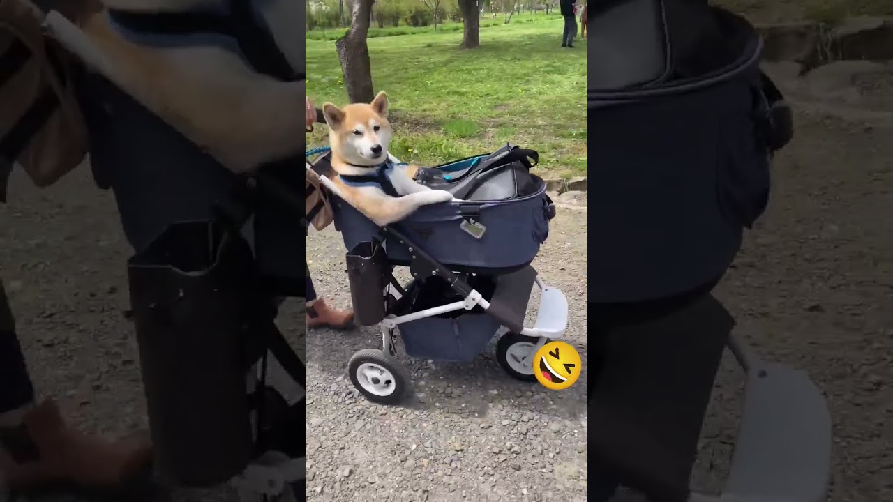 My Shiba Dog Sit Like A Boss