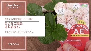 白いちご栽培、はじめます。