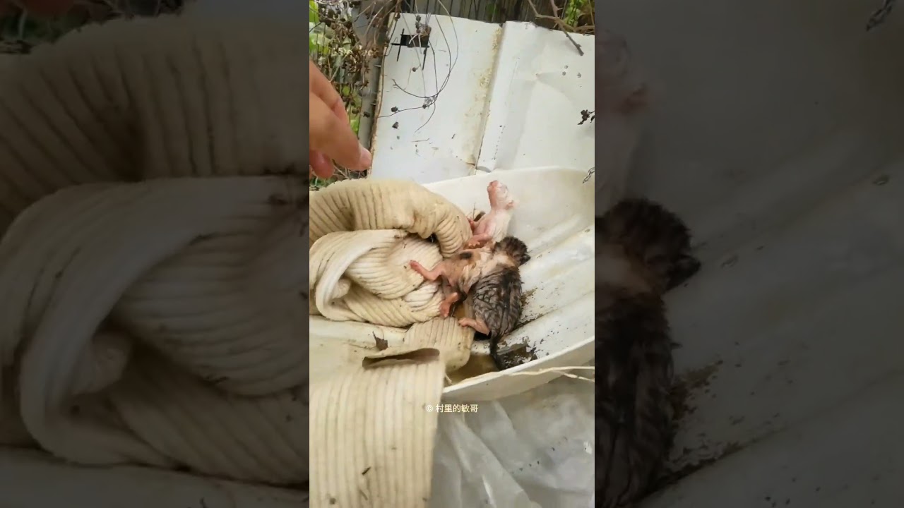 Brave Cat Saves Kittens 😍