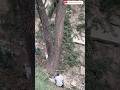Cutting a Double Trunk Tree on a Steep Hillside#shorts #viral #viralvideo #treecutting #shortvideo
