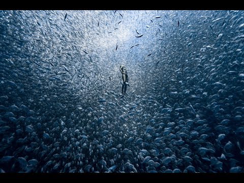 freediving into a fish vortex
