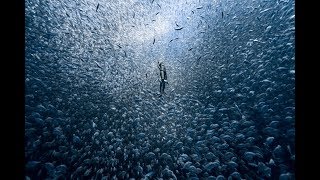 freediving into a fish vortex