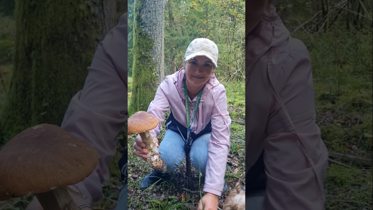 ШОУ продолжается. БЕЛЫЕ ГРИБЫ ДОРОГАМИ, ты только ПОСМОТРИ 