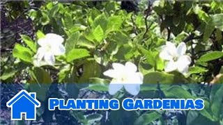 Gardening Tips : Planting Gardenias
