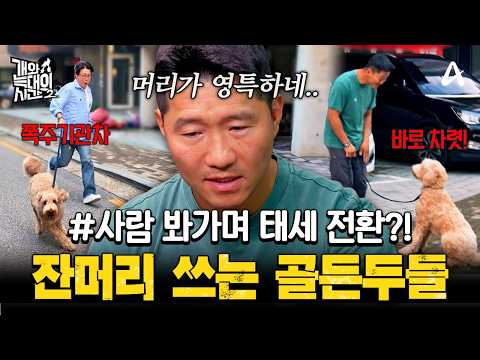 [#클립배송] 보호자 앞에선 폭주, 강형욱 앞에선 모범생💥 영특한 반려견의 속내 간파한 훈련법 | #개와늑대의시간2 30회