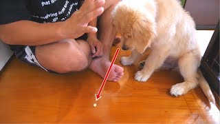 生後三か月のレトリバーが待てを覚えた！！
