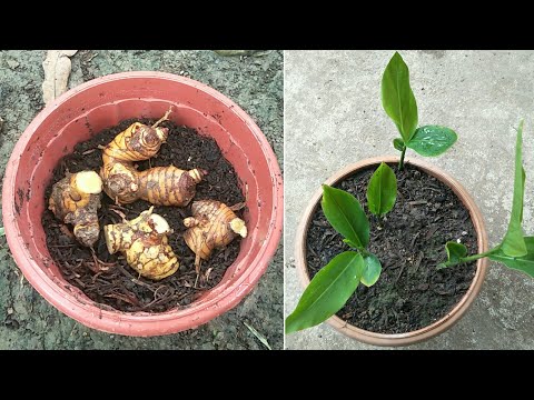 Growing Galanga fast in pots - my agriculture