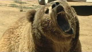 Download Lagu Bear Attacks Man And Woman In Tent MP3 Bear Attacks Man And Woman In Tent
