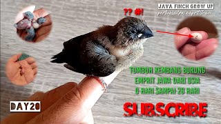 MERAWAT burung emprit Jawa usia 0-20 hari|bird grows