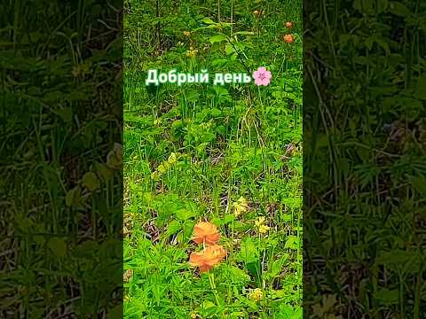 Добрый день🌸🕊️☀️