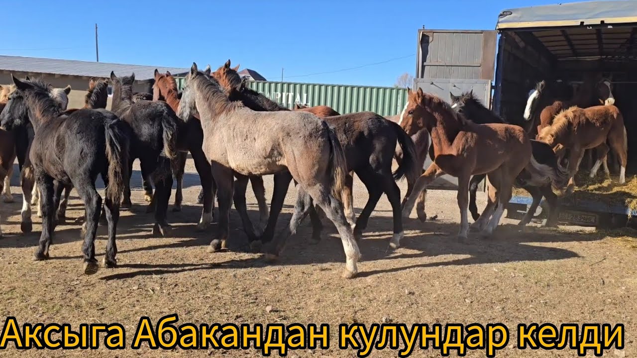 Аксыга Абакандан кулундар келди. 