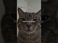 Part 1 #cat #minivideos #viral #fyp #funny #brainrot #animals