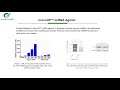 MiRNA Agomir &amp; Antagomir Synthesis Service