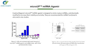 MiRNA Agomir & Antagomir Synthesis Service