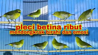 Suara Pleci Betina Ribut || Pleci betina Birahi Memanggil Jantan || Pleci Betina Bersahutan