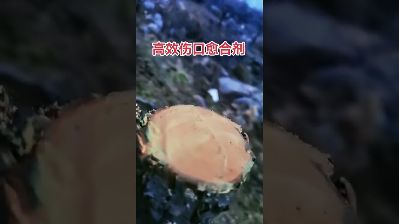 IDEAs Gardening And Grafting   Tree Crafting From Cutting Branch 