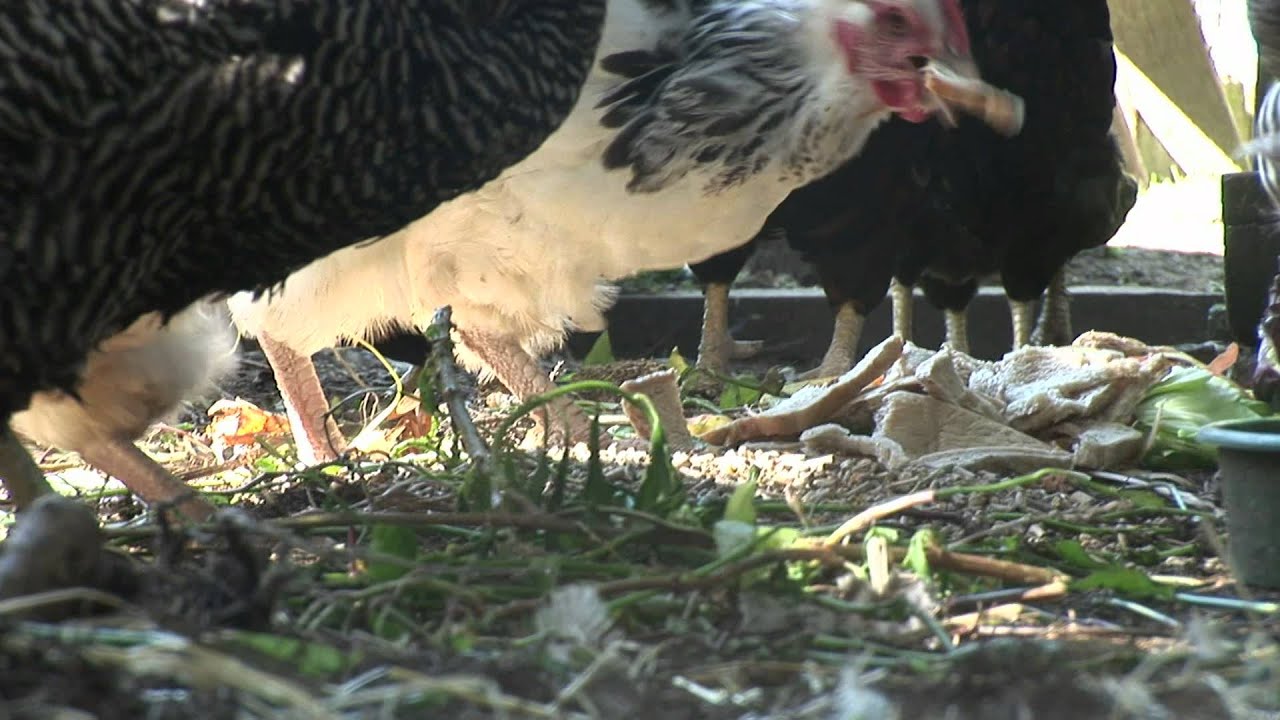 How To Keep Happy Chickens