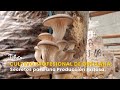 Cultivo Profesional de Orellana: Secretos para una Producción Exitosa -TvAgro por Juan Gonzalo Angel
