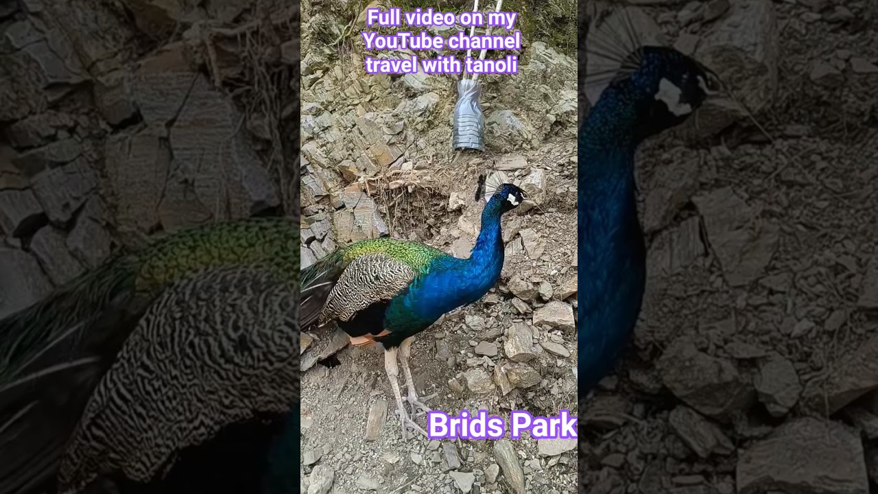 Birds park | naran kaghan road | naran kaghan | naran update today 