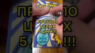 ВЫРАЩИВАЮ СЕБЕ ДЕВУШКУ! ПРАНК!  #shorts