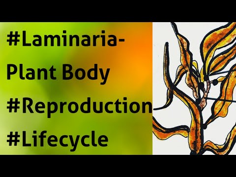 Video: Laminaria Thallus (morske Alge) - Navodila Za Uporabo, Pregledi