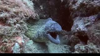 Magandang pag masdan ang karagatan na maraming ibat ibang kalsing isda🐟🐟🐟 screenshot 5