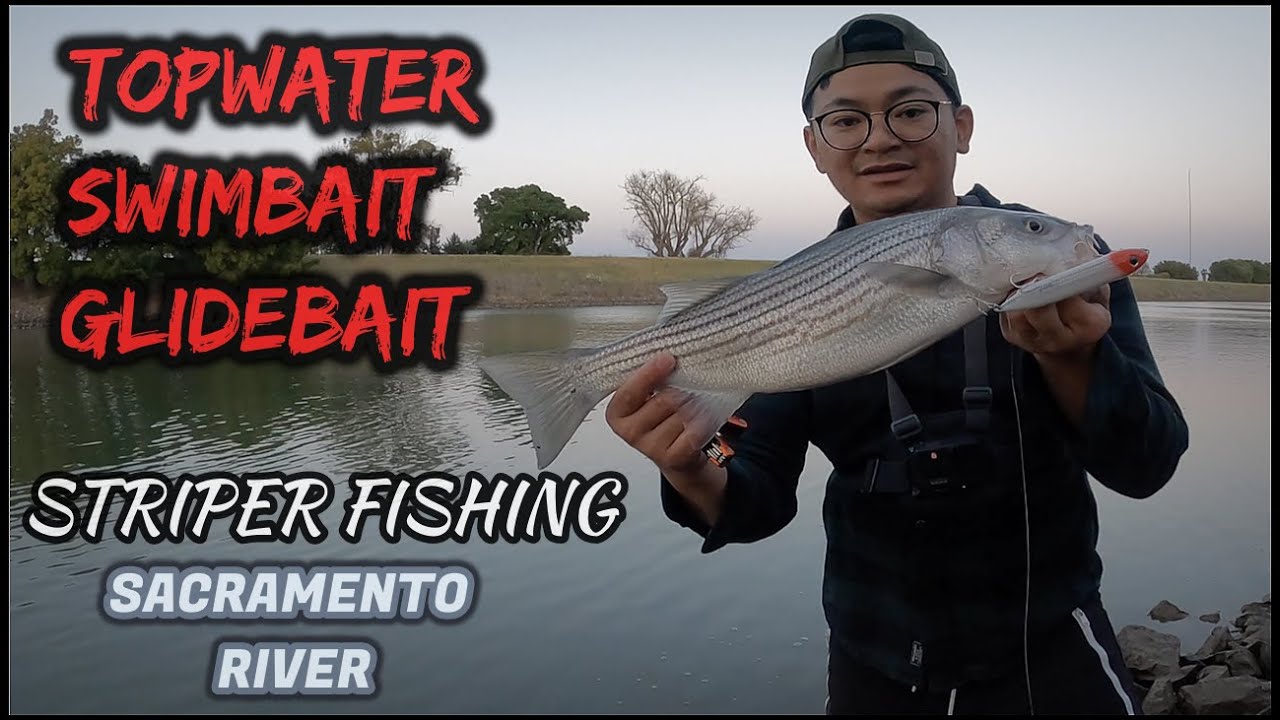 Striper fishing. Topwater glides swimbaits Sacramento River 