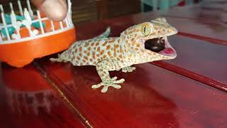 Catch and Play Scary Giant Gecko, I'm not afraid | Gecko | Insect | Animals #gecko #pets #insects