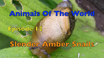Slender Amber Snails: Animals of the World Episode 12