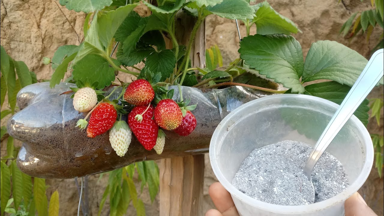 Um dos melhores adubo orgânico para morangos Um dos melhores adubo orgânico para morangos