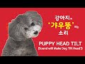 강아지가 갸우뚱 하는 소리│강아지고개갸우둥소리 【심쿵 강아지】 / Dogs Tilt Head Sounds! Funny Dogs Prank!