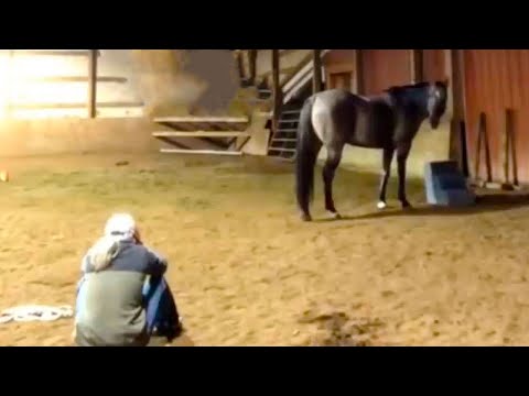 Wideo: Jak Stwierdzić, Czy Koń Cierpi?