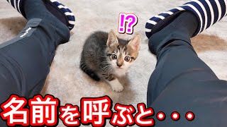 名前を呼ぶと飛んでくる生後日の子猫が可愛すぎた【保護猫】