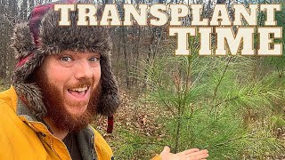 How To TRANSPLANT Pine Trees! Do It NOW!