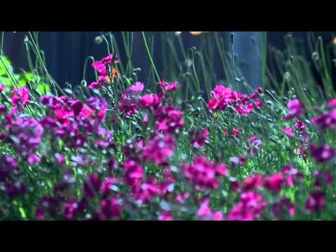 8 მარტს გილოცავ ასმათი დედიკო!