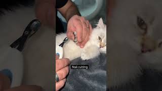 Nail cutting time 🤗😭#viral #kitten #nails #calm #cute