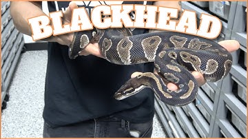 Showcase Saturday! Blackhead Ball Python Combos!!