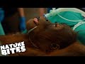 Vets Race to Treat Orangutan Runt (Part Two) | The Secret Life of the Zoo | Nature Bites