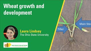 Wheat growth and development