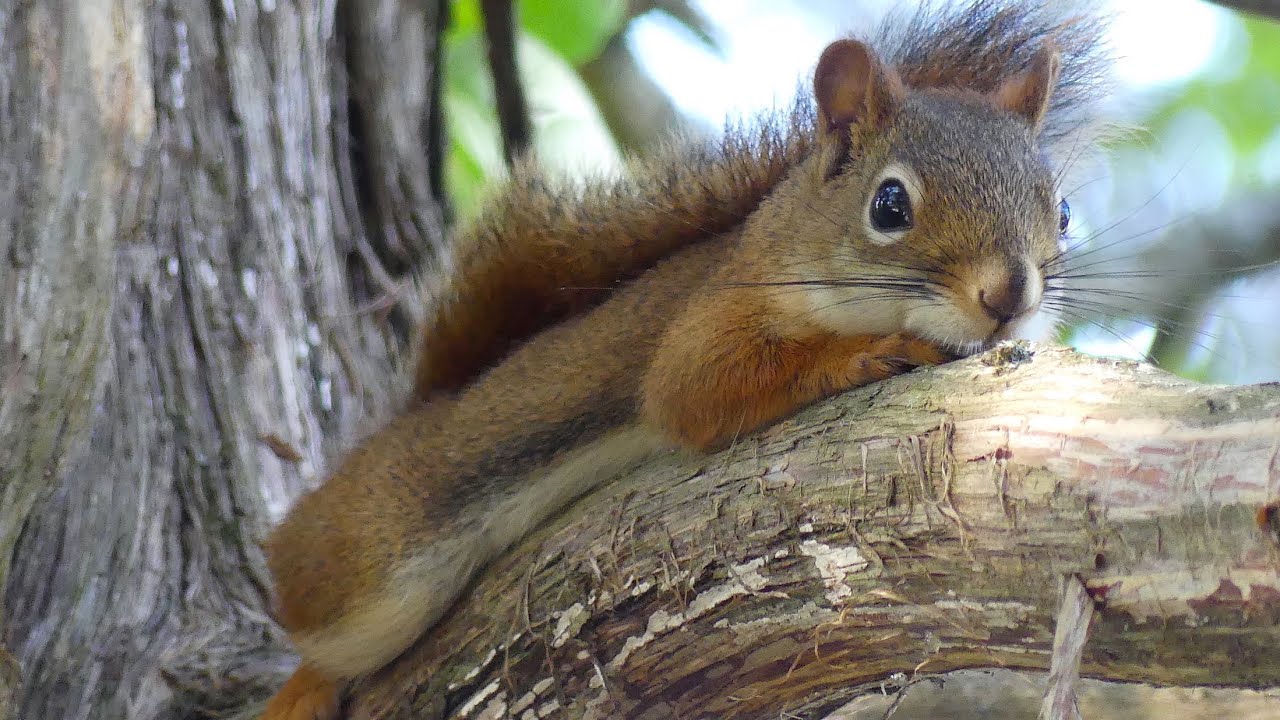 Captivating Wildlife Up Close Encounters at Massachusetts Refuges