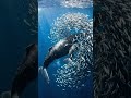 Did you know? 🧐 Small fish often swim close to whales for protection from predators 🐋🐟