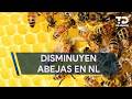 Población de abejas en NL ha disminuido 30% en los últimos 8 años