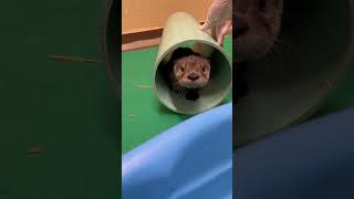 River Otter Pup Exploring Enrichment