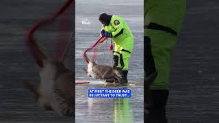 Firefighters save deer trapped on ice
