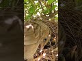 Cute Baby of the Common Babbler Bird (p 10) #shorts