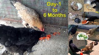 Chicken Growth Day 1 to 6 Month